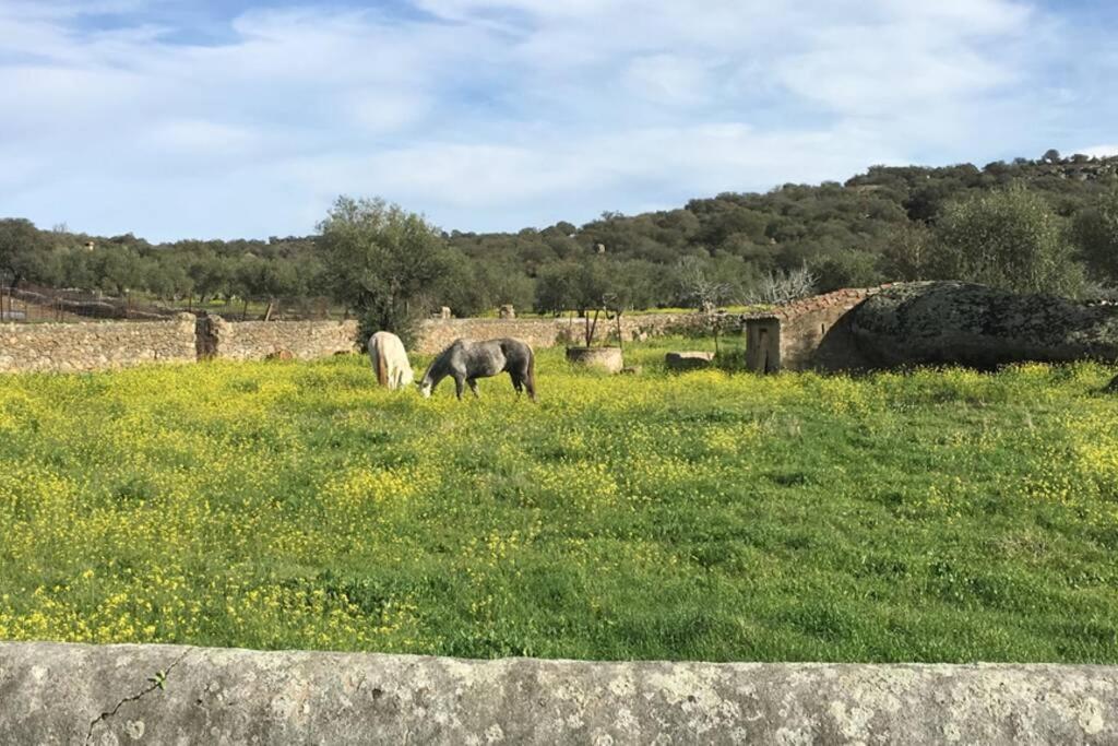 Casa - Apartamento Rural La Tahona Del Abuelo Plasenzuela Eksteriør bilde
